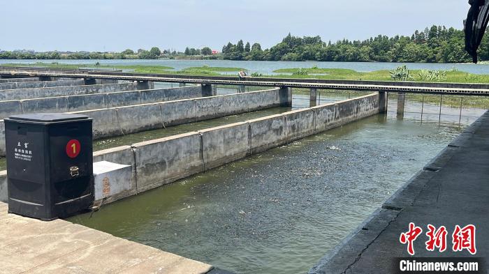 內(nèi)循環(huán)流水槽養(yǎng)魚新模式?！堁┯?攝