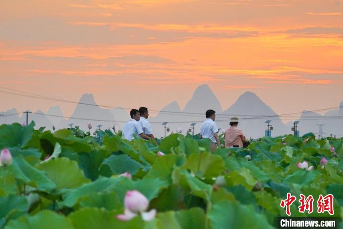 圖為柳州市柳江區(qū)百朋下倫荷花景區(qū)。　韋國(guó)政 攝