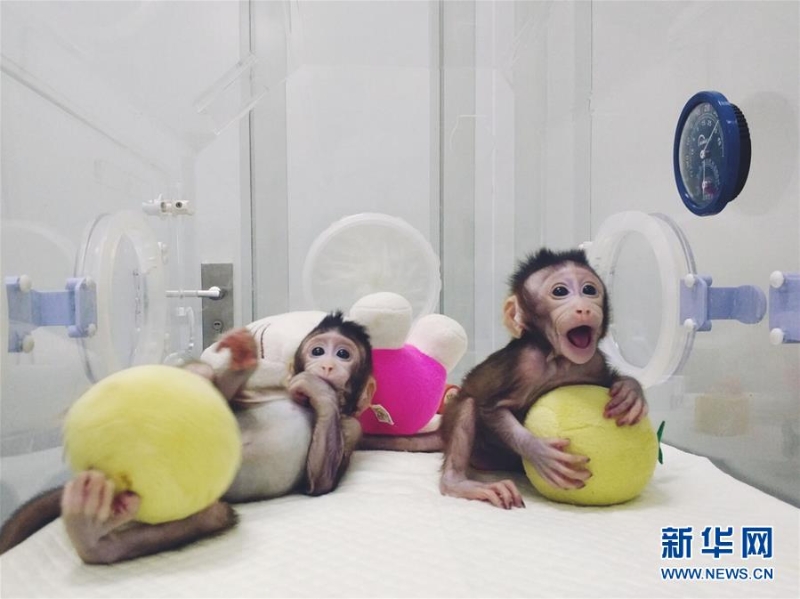 圖為體細(xì)胞克隆猴“中中”和“華華”。（圖源：新華網(wǎng)）