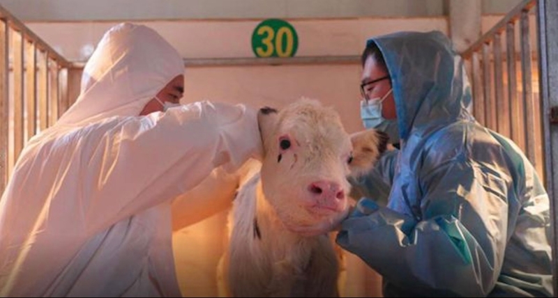 中國首批體細(xì)胞克隆優(yōu)秀奶牛在寧夏誕生。（圖源：西北農(nóng)林科技大學(xué)）