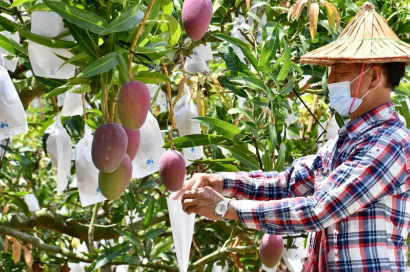 大陸決定暫停臺(tái)灣芒果輸入，小農(nóng)認(rèn)為影響不大，但擔(dān)心內(nèi)銷(xiāo)量增，影響國(guó)內(nèi)市場(chǎng)行情。圖非當(dāng)事人。圖／臺(tái)南市政府農(nóng)業(yè)局提供 聯(lián)合報(bào)