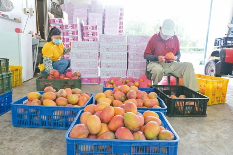 大陸國(guó)臺(tái)辦昨天宣布，自昨日起暫停臺(tái)灣芒果輸陸，引起兩岸關(guān)注。圖為農(nóng)民將盛產(chǎn)成熟的愛(ài)文芒果採(cǎi)摘下來(lái)，送到產(chǎn)銷(xiāo)班分級(jí)、包裝。本報(bào)資料照片 聯(lián)合報(bào)