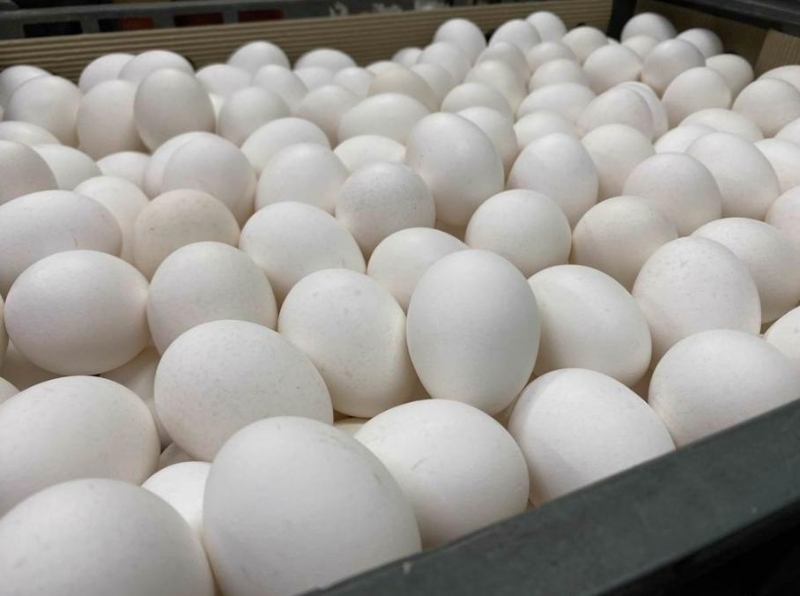 巴西進(jìn)口蛋相關(guān)爭議持續(xù)延燒。圖片來源：臺灣“中時新聞網(wǎng)”李柏澔攝。