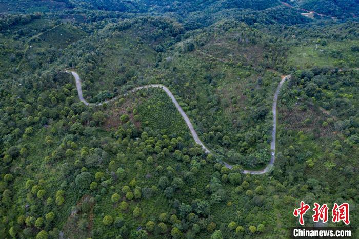 景邁山古茶林航拍圖。　賈翔攝