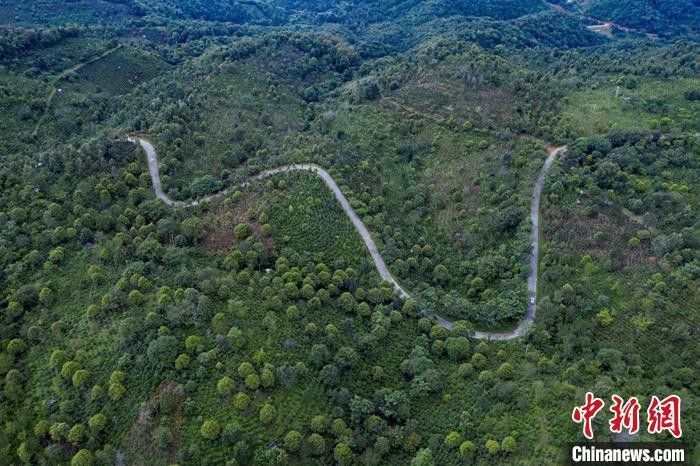 普洱景邁山古茶林文化景觀 普洱景邁山古茶林文化景觀