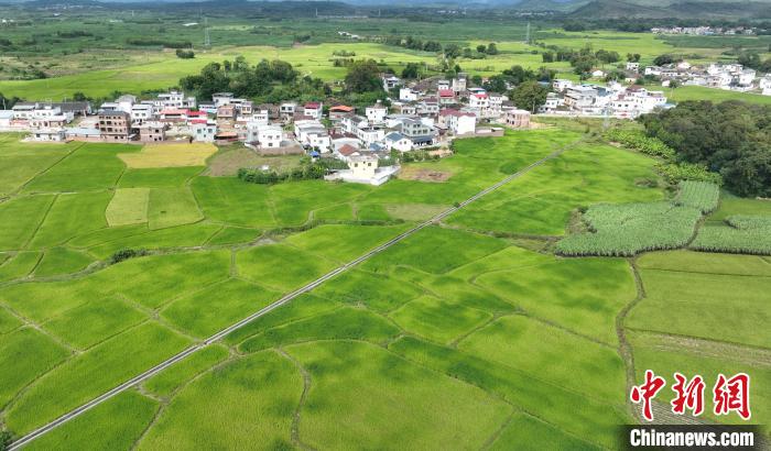 中國仫佬族鄉(xiāng)田園風(fēng)光:水稻與青山構(gòu)成“畫卷”