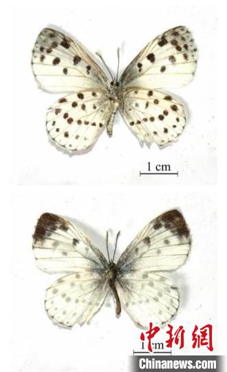 武夷山國(guó)家公園(江西片區(qū))發(fā)現(xiàn)全球蝶類新物種