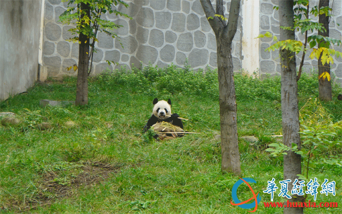 大熊貓樂(lè)樂(lè) 大熊貓樂(lè)樂(lè)