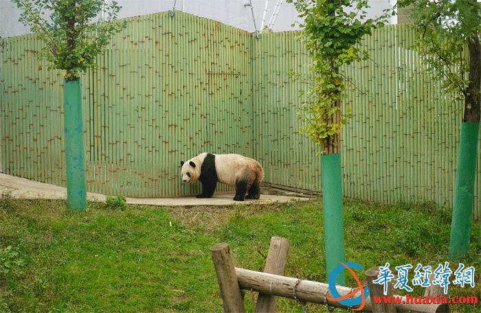 大熊貓秦秦 大熊貓秦秦