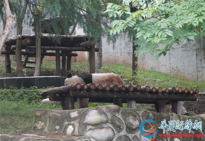 大熊貓遠(yuǎn)遠(yuǎn) 大熊貓遠(yuǎn)遠(yuǎn)