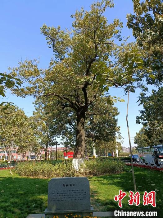 焦裕祿親手栽下的泡桐樹“焦桐”。 左雨晴 攝