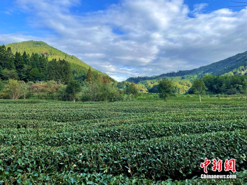 圖為燕子窠生態(tài)茶園。<a target='_blank' href='/' >中新網(wǎng)</a>記者 袁秀月 攝
