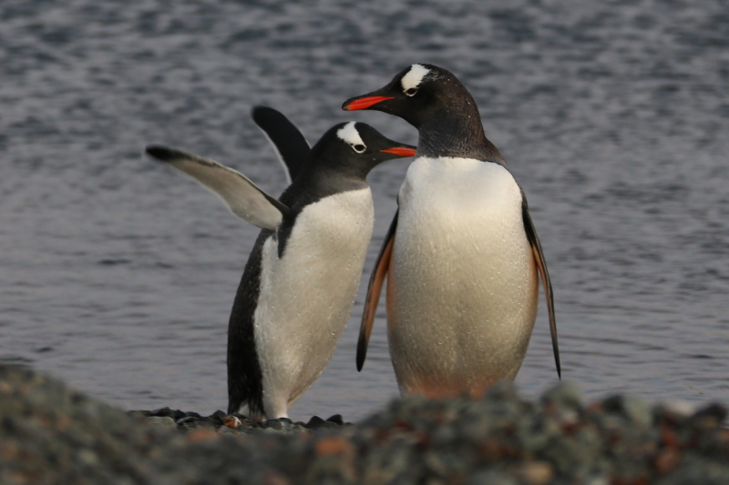 中國南極長城站站區(qū)里的企鵝。（圖源：新華社）