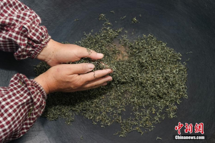 貴定縣云霧鎮(zhèn)一家茶葉加工坊工人用傳統(tǒng)手工方式將“云霧貢茶”揉制成形。瞿宏倫 攝