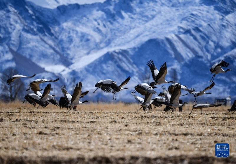 1130016062_17020353161281n 1130016062_17020353161281n