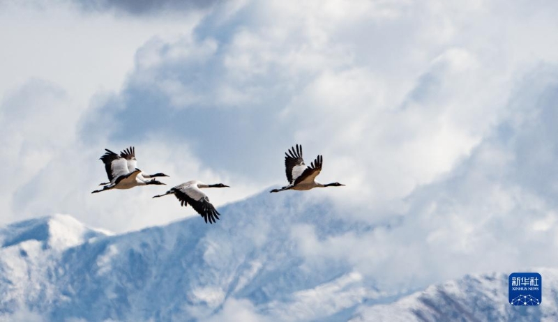 1130016062_17020353161991n 1130016062_17020353161991n