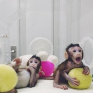 復(fù)制重生！中國科學(xué)家再次讓全球矚目