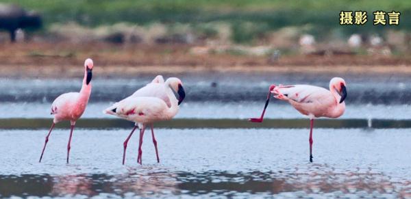 莫言公開喊話：親愛(ài)的余華！網(wǎng)友看完笑抽了……