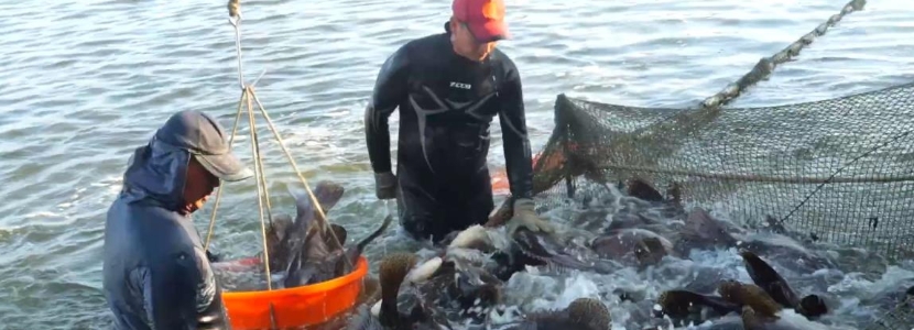 兩岸經(jīng)貿(mào)開年迎來一股清流：臺(tái)灣石斑魚“船進(jìn)”大陸