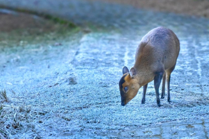 寒流 臺灣大雪山森林游樂區(qū)