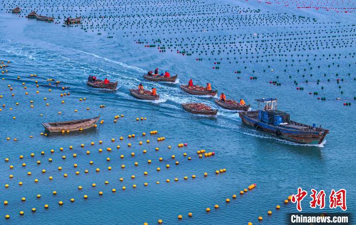 山東榮成海洋牧場(chǎng)“春耕”忙