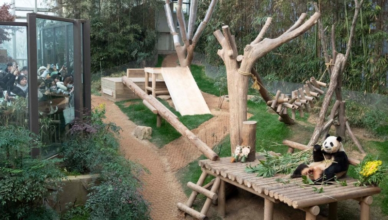 3月3日，人們在位于韓國京畿道龍仁市的愛寶樂園觀看大熊貓“福寶”。新華社記者姚琪琳攝