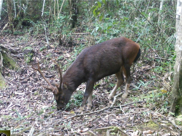 太魯閣國家公園管理處委託屏東科技大學(xué)教授翁國精主持，針對(duì)轄區(qū)內(nèi)廢棄礦區(qū)周邊山域野生哺乳動(dòng)物進(jìn)行生態(tài)監(jiān)測(cè)，在中低海拔拍攝到臺(tái)灣水鹿影像。（太管處提供／王志偉花蓮傳真））