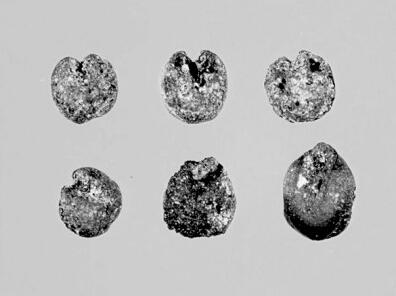 東胡林遺址：新舊石器時(shí)代文化過渡的見證