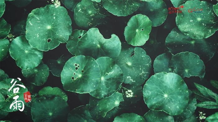 【節(jié)氣里的大美中國】來自谷雨的信丨春耕正當時，向明亮的日子進發(fā)！