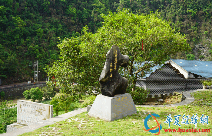 保靖黃金茶古茶樹王。（攝影：虞鷹）