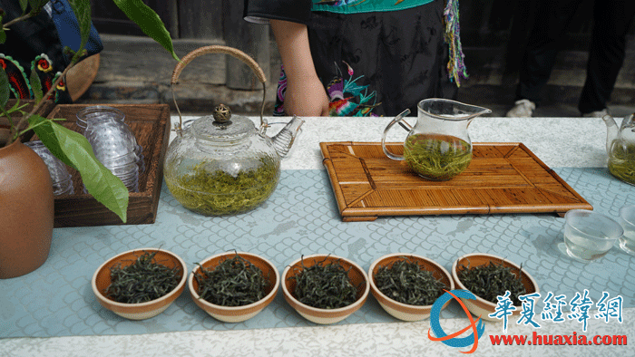 保靖黃金茶。（攝影：虞鷹）