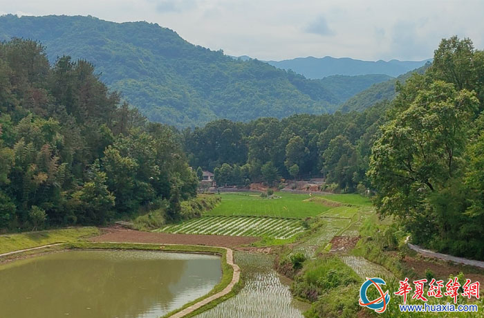 幾只朱鹮在草池灣的林間自由飛舞，在田間自在覓食。