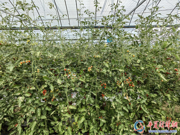 漢陰縣城關(guān)鎮(zhèn)中堰村的智慧大棚。