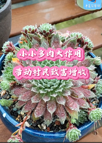 小小多肉大作用，帶動村民致富增收