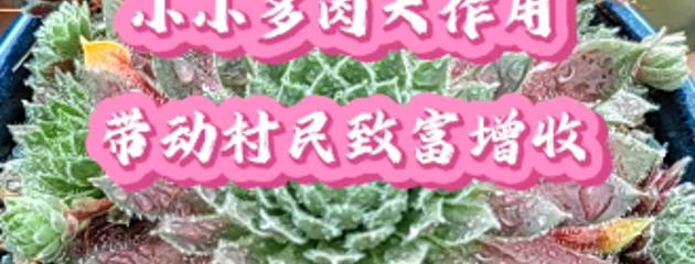 小小多肉大作用，帶動村民致富增收