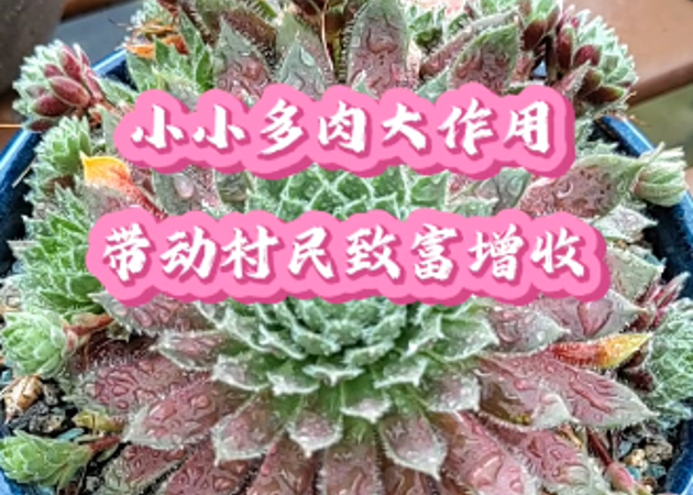 小小多肉大作用，帶動村民致富增收