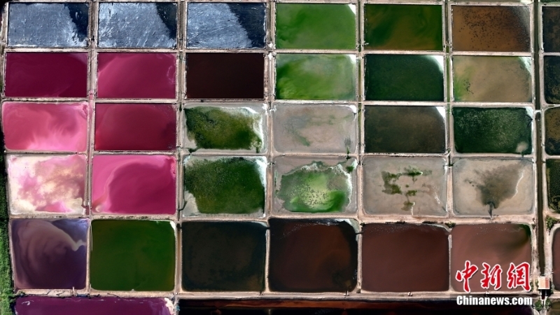 8月7日，山東省榮成市港西鎮(zhèn)朝陽港的一處鹽田呈現(xiàn)出色彩斑斕、絢麗多彩的獨特景觀。