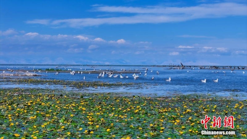 在博斯騰湖水面上，成片的荇菜花競(jìng)相綻放。
