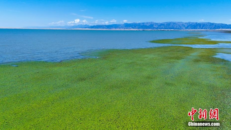 博斯騰湖碧波蕩漾，荇菜花爭(zhēng)相綻放。