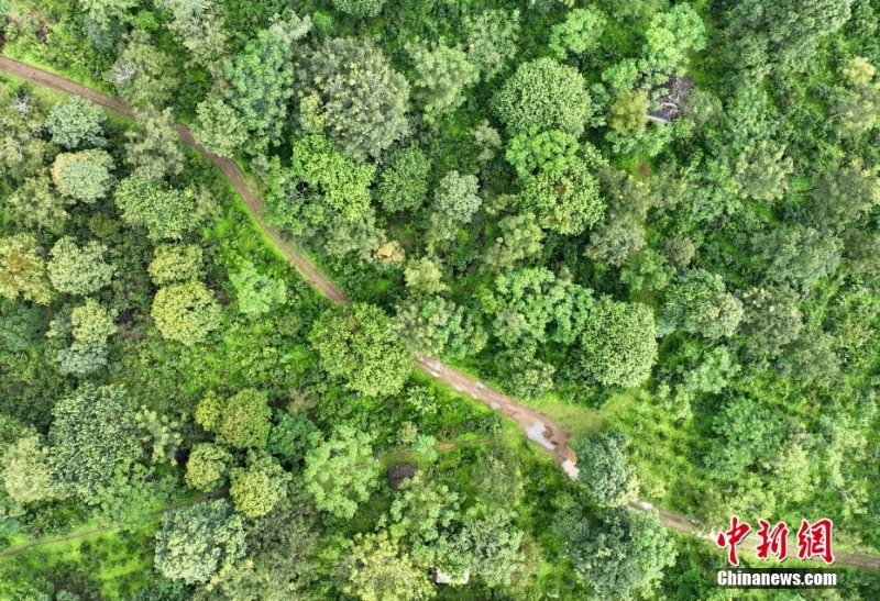 (聚焦中國高質(zhì)量發(fā)展)普洱景邁山古茶林文化景觀