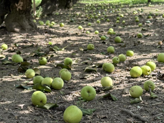 臺(tái)南市山區(qū)種植的臺(tái)農(nóng)13號(hào)“雪莉”蜜棗農(nóng)產(chǎn)品