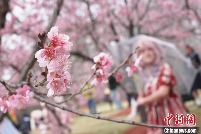 上海：早櫻綻放繁花似錦