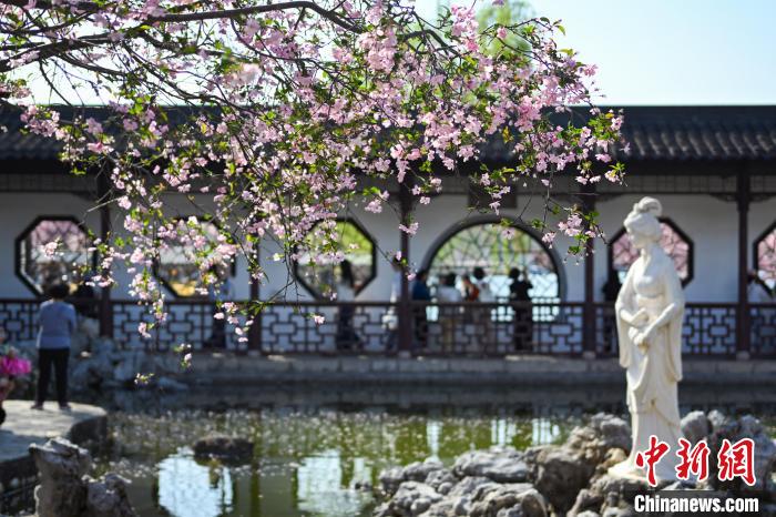 江南園林海棠花盛開香滿堂
