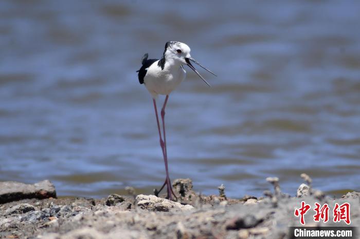 山東青島：夏日濕地盡顯生態(tài)美