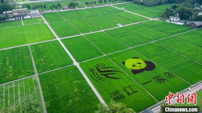 四川成都：稻田如“綠色海洋”引游人打卡