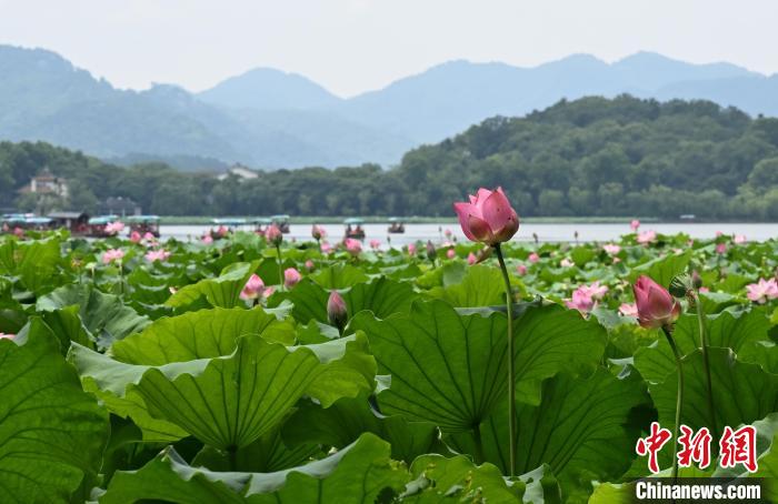 杭州西湖荷花迎盛花期夏日美景吸引游人