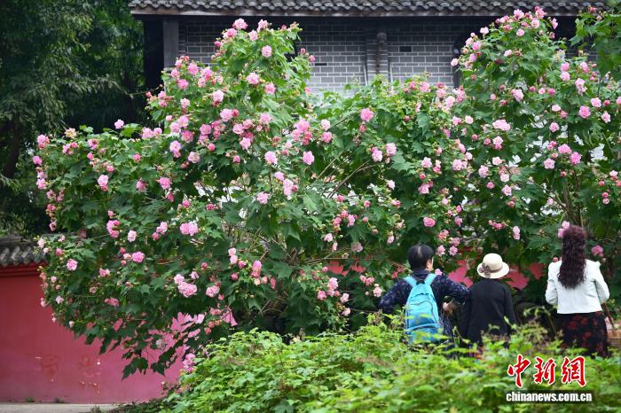 四川成都：芙蓉花扮靚紅墻黛瓦市民打卡古風(fēng)古韻景觀