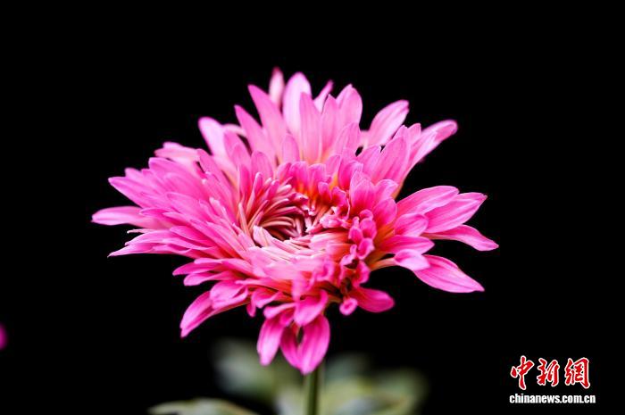 四川成都：700余種菊花亮相引游人