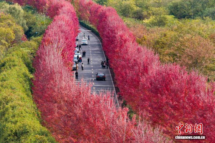 “楓”景獨好南京大泉湖畔如霞似火美如畫