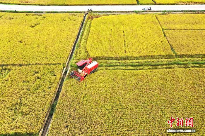 廣西平南晚稻開鐮收割機械化助力豐產增收